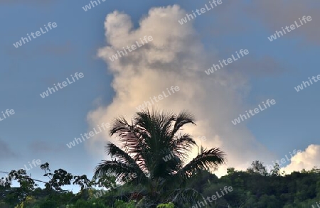 Beautiful palm trees at the beach on the tropical paradise islands Seychelles