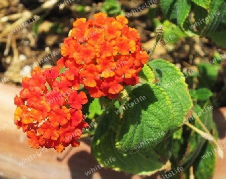 Wandelr?schen -Lantana camara