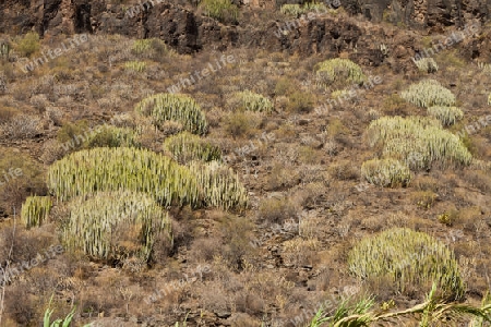 Kanaren Wolfsmilch - endemische Pflanze auf Gran Canaria