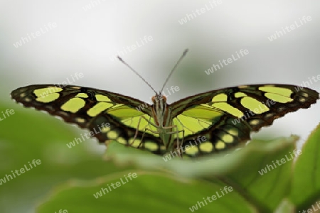 Schmetterling