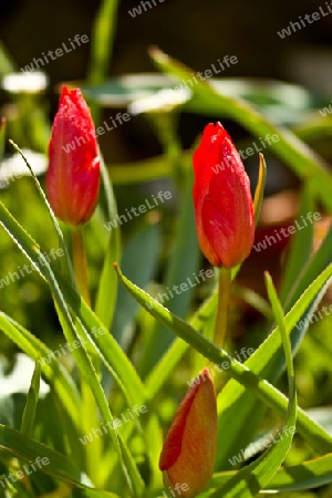 Tulpe