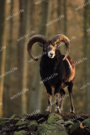 Mufflonbock