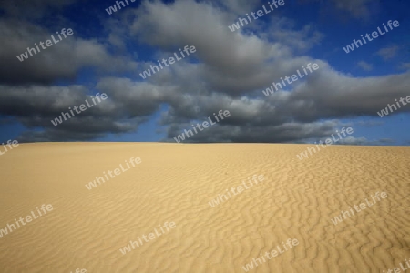 the Sanddunes of Corralejo in the north of the Island Fuerteventura on the Canary island of Spain in the Atlantic Ocean.