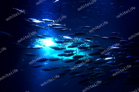 Fische im Licht