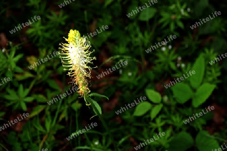 Pflanze im Wald