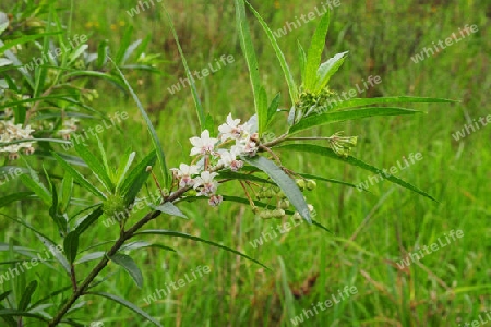 Seidenpflanze - Asclepias physocarpa