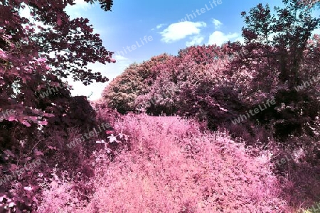 Beautiful pink and purple infrared panorama of a countryside landscape with a blue sky.