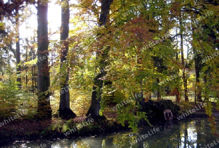 Auen in Englischen Garten