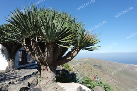 Drachenbaum auf Lanzarote