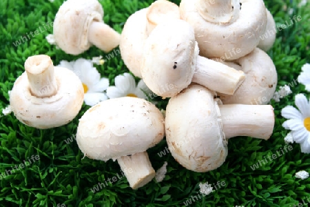 Champignons