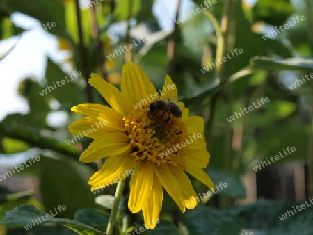 Ringelblume mit Wespe