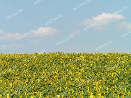 Sonnenblumen und Himmel