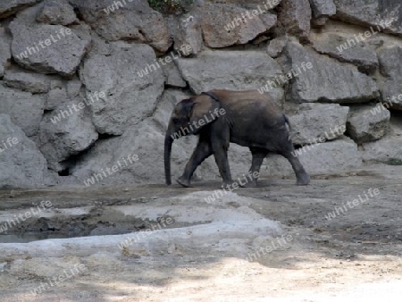 BABY ELEFANT