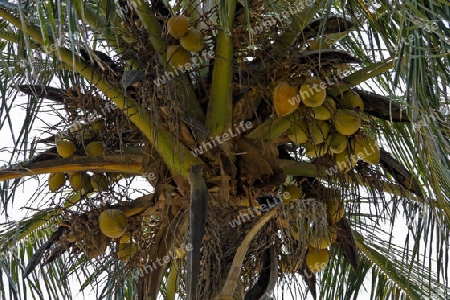 Kokosnusspalme in Sri Lanka