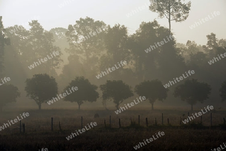 Die Landwirtschaft mit Reisfeldern im Winter bei Amnat Charoen im Isan im osten von Thailand,