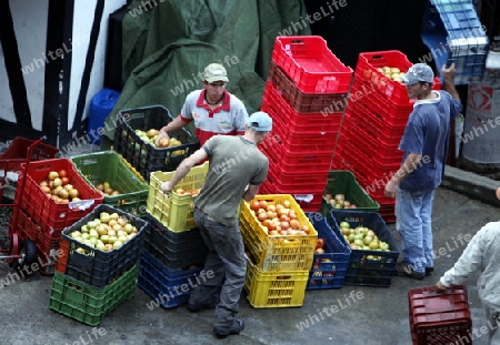 Suedamerika, Karibik, Venezuela, Colonia Tovar, Gemuese, Bauern, Landwirtschaft, Deutsche Kollonie, Handel, Wirtschaft, Alltag, Tomaten