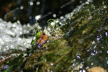 Wasserspiel