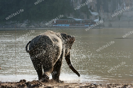 Elefant am Mekong