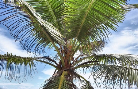 Beautiful palm trees at the beach on the tropical paradise islands Seychelles