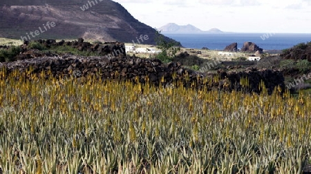 a Aloe Vera cactus Plantation the Island of Lanzarote on the Canary Islands of Spain in the Atlantic Ocean. on the Island of Lanzarote on the Canary Islands of Spain in the Atlantic Ocean.
