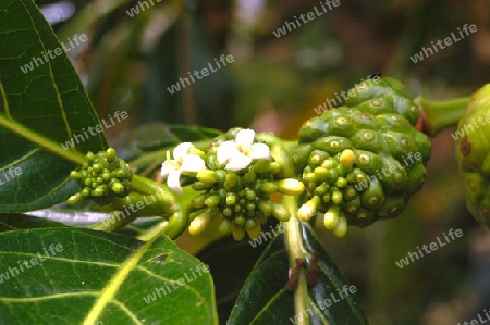 Noni - Morinda citrifolia