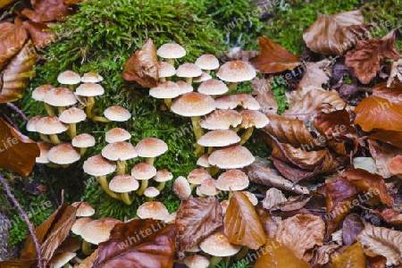 Samtfussruebling(Flammulina velutipes)