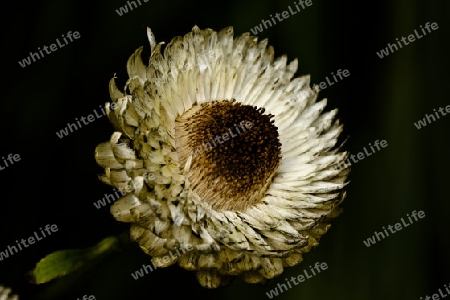 Strohblume mit Insekt