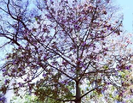 Jacaranda - Jacaranda mimosifolia