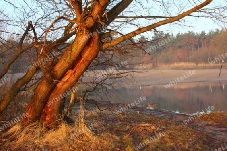 "Sonnengetauchter" BAUM