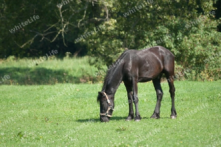 schwarzes Pferd