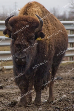 Bison