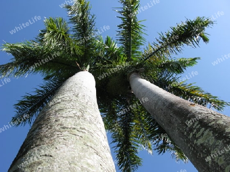 Koenigspalmen , Roystonea regia, Dominikanische Republik