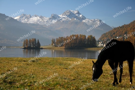 Pferde am Champfersee