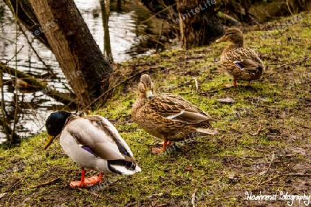 Duck Family