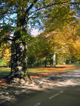 Baum im Herbst