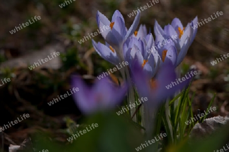 Krokus, Crocus vernus