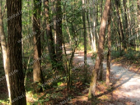 Weg im Wald