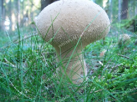 Beutelst?ubling,Calvatia excipuliformis