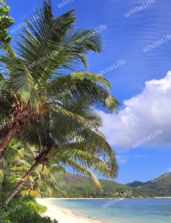 Beautiful palm trees at the beach on the tropical paradise islands Seychelles