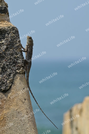 Eidechse auf den Mauern von Fort Galle - Sri Lanka