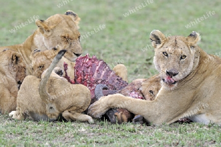 L?wen, L?we, L?wenfamilie (Panthera leo), frisst erbeutetes Topi (Damaliscus lunatus), Masai Mara, Kenia, Afrika