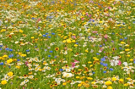 bunte Blumenwiese