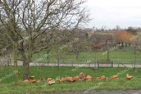 Landschaft mit Bl?ttern