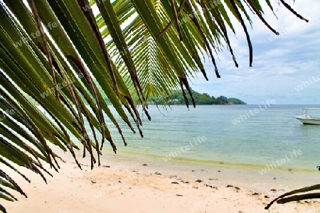 Beautiful palm trees at the beach on the tropical paradise islands Seychelles