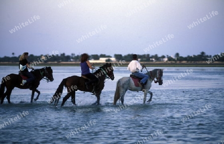 Afrika, Tunesien, Jerba
Eine Reit Tour durch die Lagune beim Strand auf der Insel Jerba im sueden von Tunesien. (URS FLUEELER)






