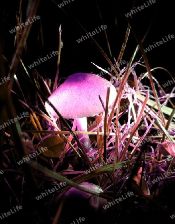 Wiesenpilz im September II