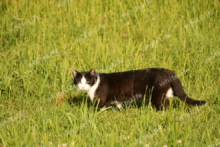 Schmittchen Schleicher