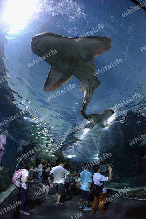 Das Siam Ocean World Aquarium in der Hauptstadt Bangkok von Thailand in Suedostasien.