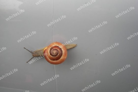 Schnecke mit Geh?use