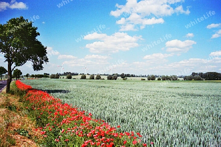 Der Kampf der Natur zu überleben!